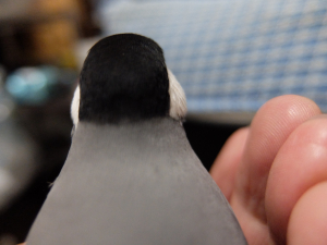 綺麗な黒ヘルメット
