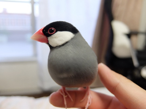 イケブン