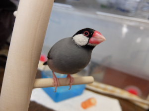 新しい止まり木を使えるようになりました