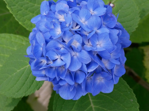 やっと梅雨らしく雨が降るみたいです