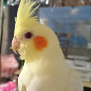 鳥の病気 病院 くちばしの長さ オカメインコ とりっち インコなど鳥の日本最大級sns