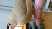 一番奥の指です。