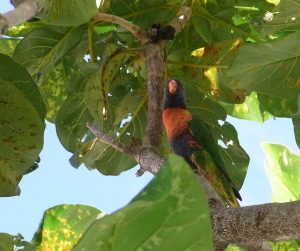 ケアンズで見たゴシキセイガイインコ