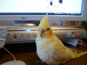 もう手乗りなのっ！(笑)