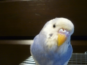 手乗りになるように、頑張るっピ！