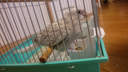 尾羽は奥の1本を除き、ほぼ真っ白です
