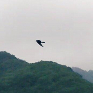 尾の根本が白いのが特徴のイワツバメ