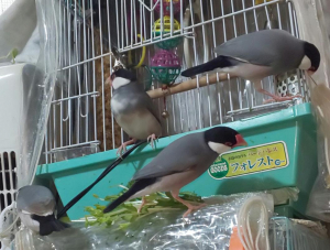 兄弟仲良くしています