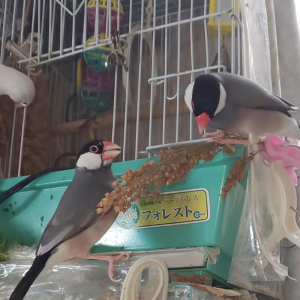半熟きび穂を食べる兄弟