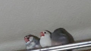 両手に花のだいず♂