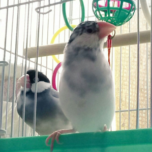 ごま塩♂。体格がよいです。
