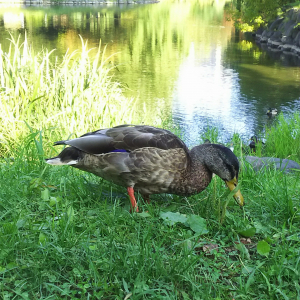 鳩のように上の写真の公園にいます。