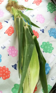 朝採れとうもろこしの季節が来ました。