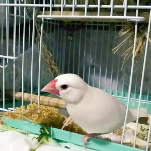 モテモテの白文鳥♀