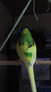 尾も分かれているのが可愛いくて好きです