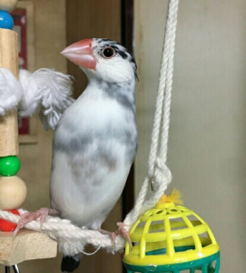 末っ子のさん♂