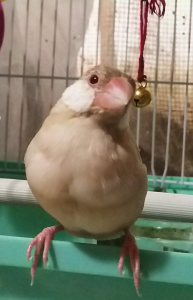 前の写真の５日後です。
