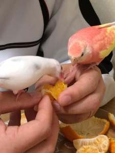 文鳥さんをみて食べ始めたアキクサさん