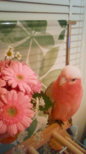 お花とももこ