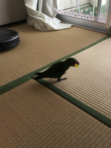 哀愁漂うサイコロとインコ