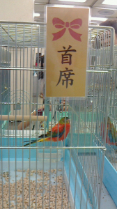 キキョウインコ