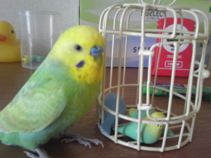 籠からインコを出してください