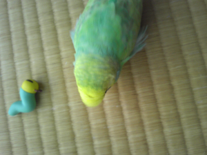 リッチとニャッキ