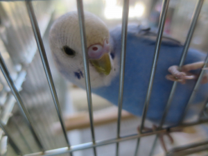 リオです