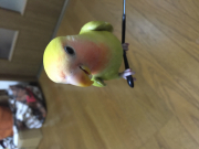 火傷から復帰して、元気なみこちゃん