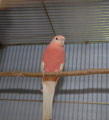 鳥の雑談 挨拶 アキクサインコ オス メス とりっち インコなど鳥の日本最大級sns