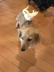 頭の上や、動物の背中などが好きです。