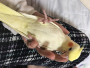 にぎころが好きです