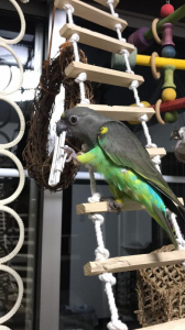 ムラクモインコ