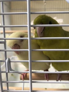 なんでも同時じゃないと嫌なサザナミインコ2羽です汗