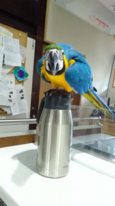 コンゴウインコは可愛いけど、かなり鬱陶しい。（笑）