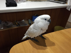 ごはんちょーだい