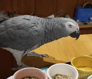 点鼻はキライです