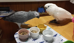 オウムとインコはどっちが賢い？