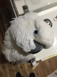 叫ぶぞー