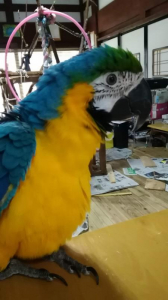 鳥でくくるから広範囲になるんだよね