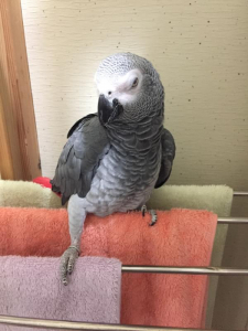 目つき悪いぞー