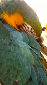 疲れて眠いです
