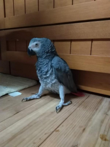 ハサミムシは怖いね
