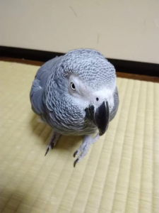 環境を守るの難しいね