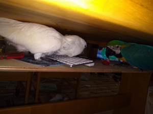 飼い主が鳥に似るって言うよね　狭い所好きだし