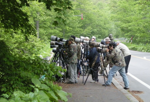 北海道で見たアカショウビンを狙う人々