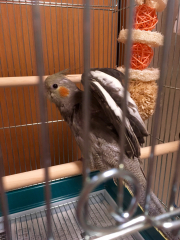 のびの後のアジの開きすぎポーズ