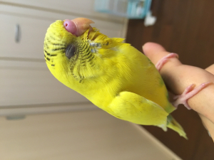 いつも目をつむっているひなこちゃん