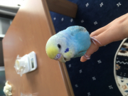 見つけて頂いた方へは謝礼も考えております