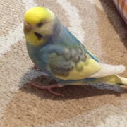 顎の模様は紫色です